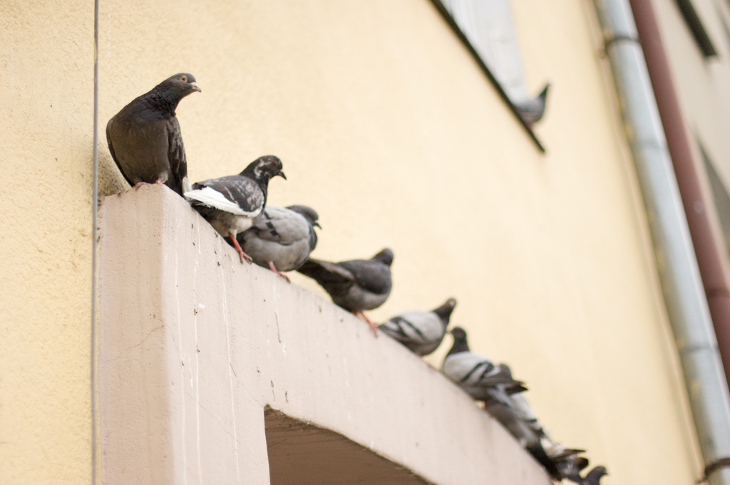 Skuteczny odstraszacz gołębi