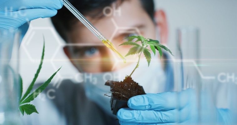 Marihuana lecznicza a prawo